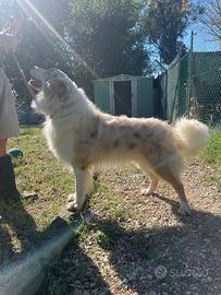 Australian Shepherd Pastore Australiano per Monta