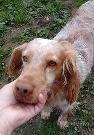 Orange Breton 7/8anni IN CANILE DAL 2020LAZIO