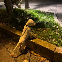 Cucciola di dogo argentino