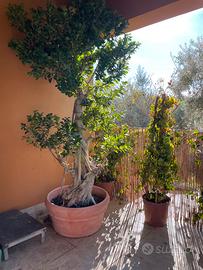 bonsai di varie dimensioni