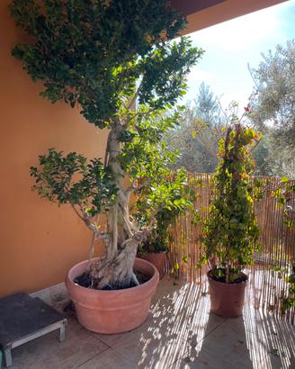 bonsai di varie dimensioni