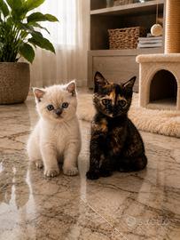 Ultimi due Cuccioli British field mix