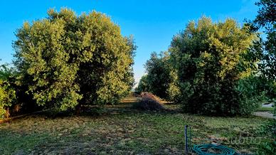 Quota terreno agricolo