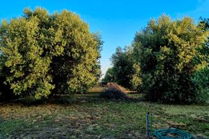 Quota terreno agricolo