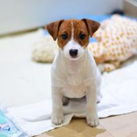 Jack Russell femmina pelo liscio