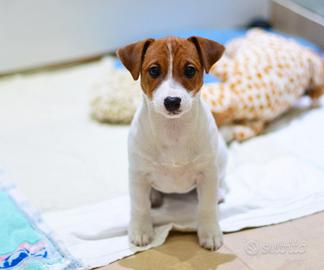Jack Russell femmina pelo liscio