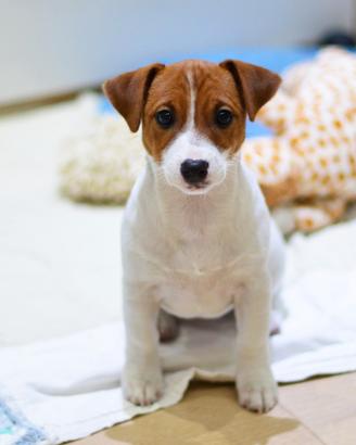 Jack Russell femmina pelo liscio