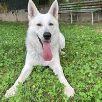Per monta pastore svizzero con pedigree