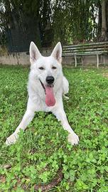 Per monta pastore svizzero con pedigree