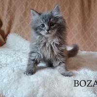 Gatto Siberiano
