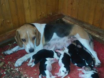 Beagle cuccioli tricolori