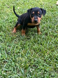 4 Pinscher