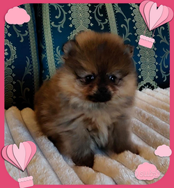 Spitz pomerania