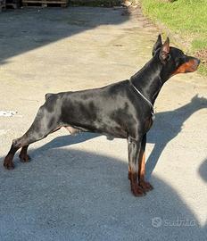 Dobermann per monta