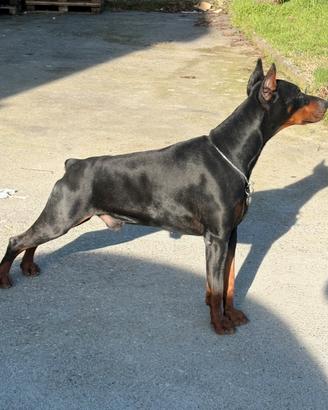 Dobermann per monta