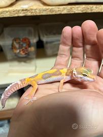Geco leopardino