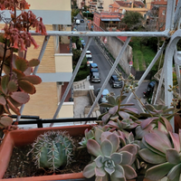 Piante grasse