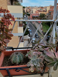 Piante grasse