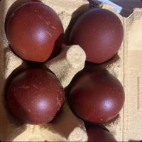 Marans