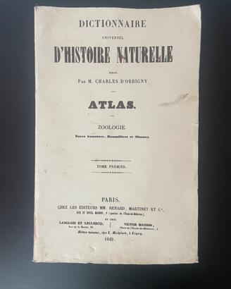 5 Stampe Naturalistiche Vintage di Uccelli