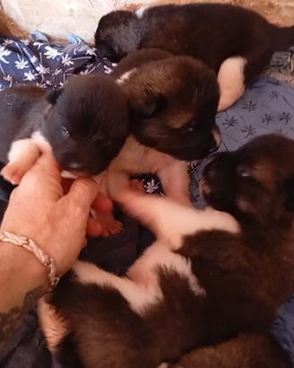 Akita americano