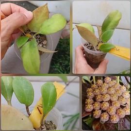 hoya sunrise