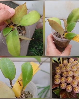 hoya sunrise