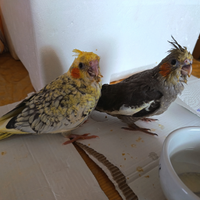 Calopsite allevate a mano