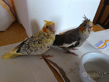 Calopsite allevate a mano