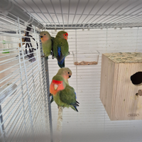 Uccellini inseparabili