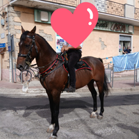 Cavallo