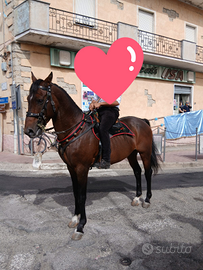 Cavallo