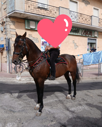 Cavallo