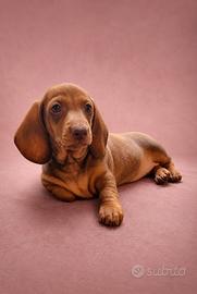 Bassotte nane con pedigree Enci