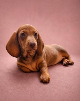 Bassotte nane con pedigree Enci
