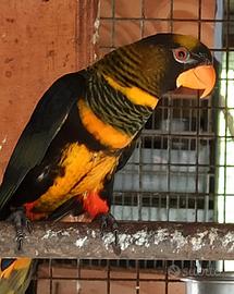 Lory Fuscata Giallo