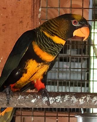 Lory Fuscata Giallo