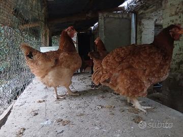 Galline romagnole