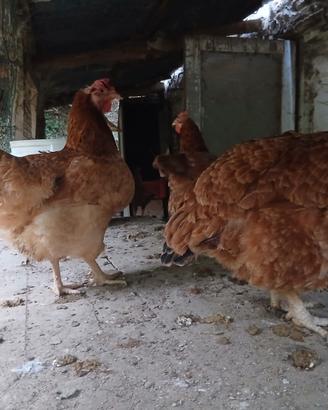 Galline romagnole