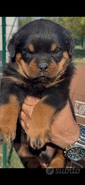 Cuccioli di rottweiler con pedigree taglia grande