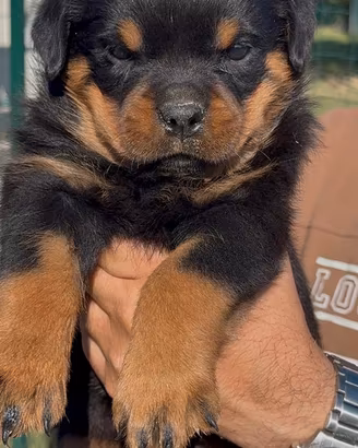 Cuccioli di rottweiler con pedigree taglia grande