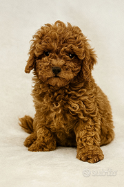 Cuccioli di Barboncino di taglia piccola