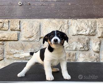 Cucciolo pelo liscio Jack russell