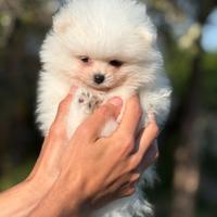 Cuccioli di spitz pomerania nano