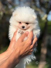 Cuccioli di spitz pomerania nano