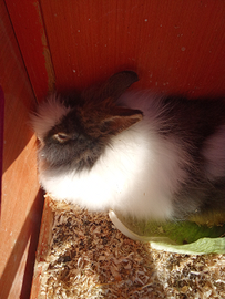 Conigli testa di leone