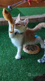 Maine Coon cuccioli con pedigree