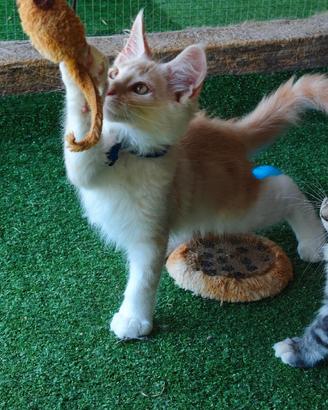 Maine Coon cuccioli con pedigree