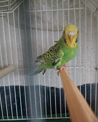 Uccelli