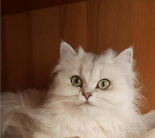 Gattina British longhair